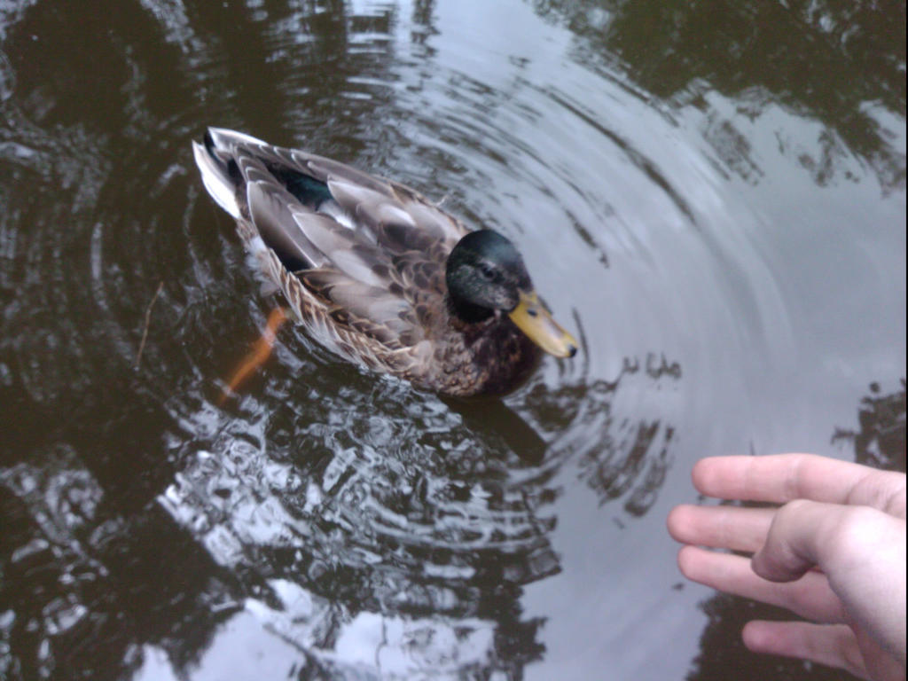 Duck, Hand. Hand, Duck.