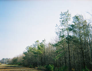 Trees and Sky