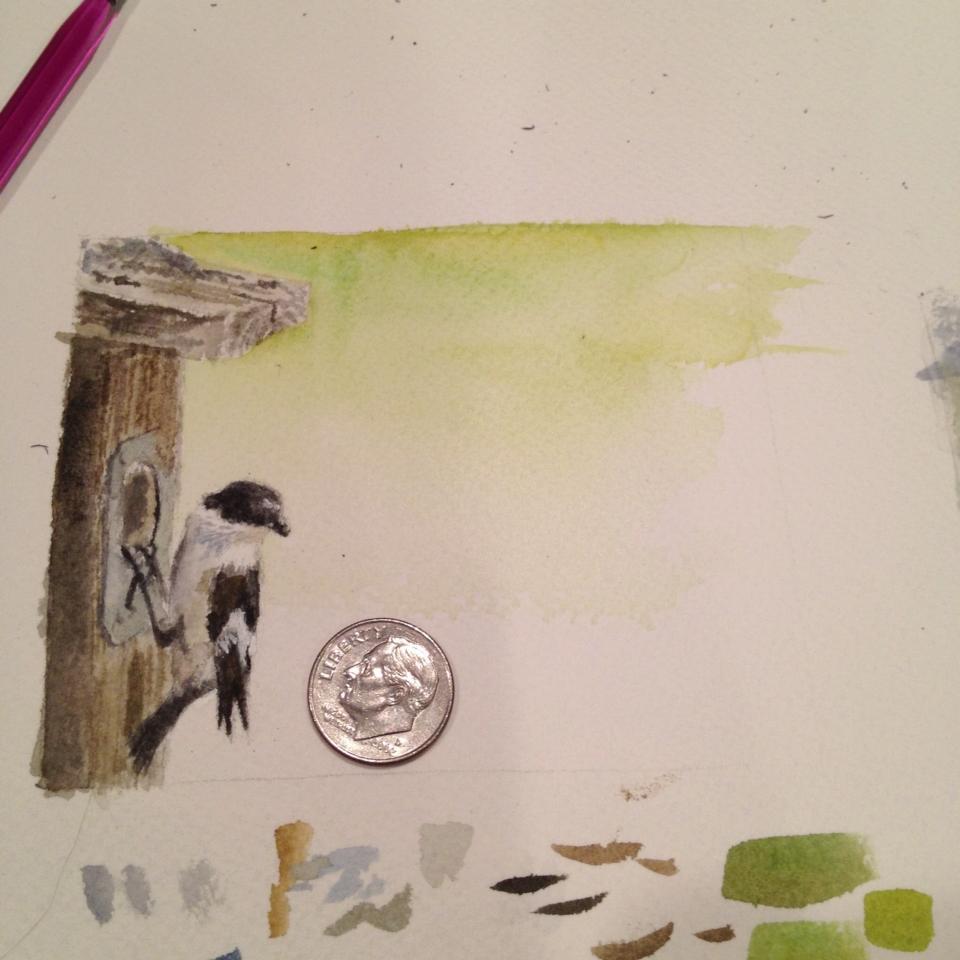 pied flycatcher watercolor