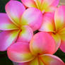 Frangipani Bunch