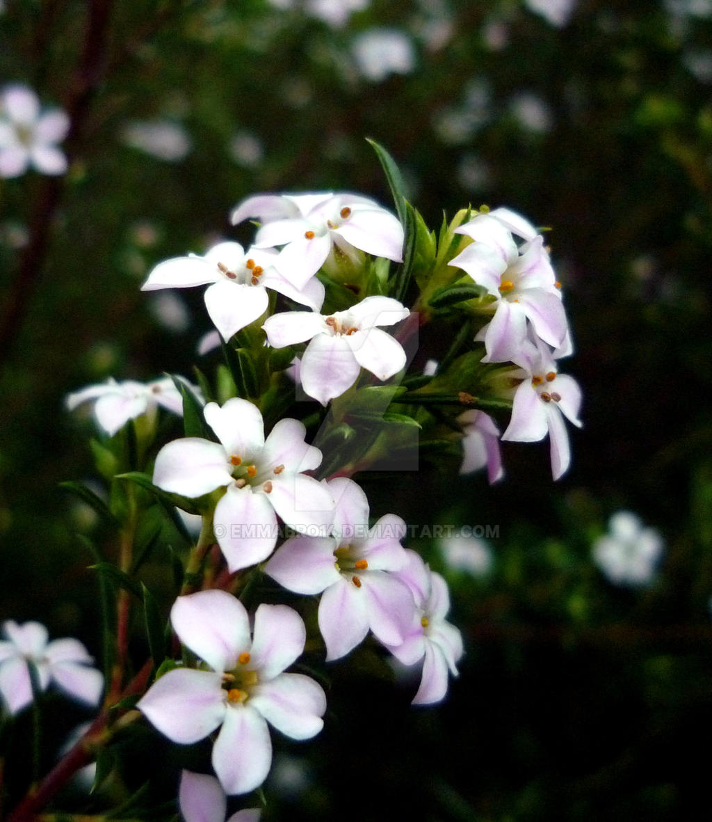 Dwarf Diosma