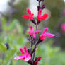 Pink Salvia