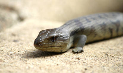 Baby Lizard