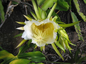 Cactus Flowering