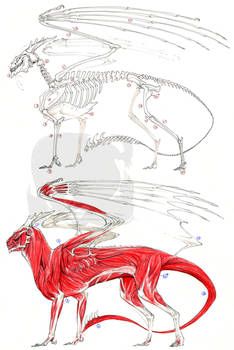 European Dragon Anatomy