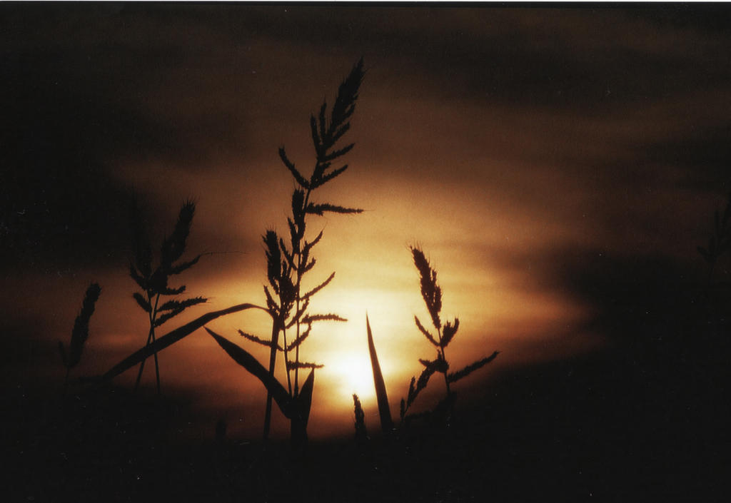 Das Kornfeld und der Wind by MINA-Production