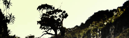 Foliage