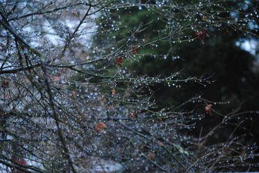 Through the treeeees.