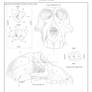 Omnivore skull anatomy