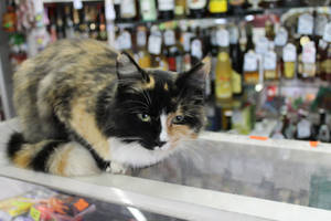 cat guarding the department with an alcohol