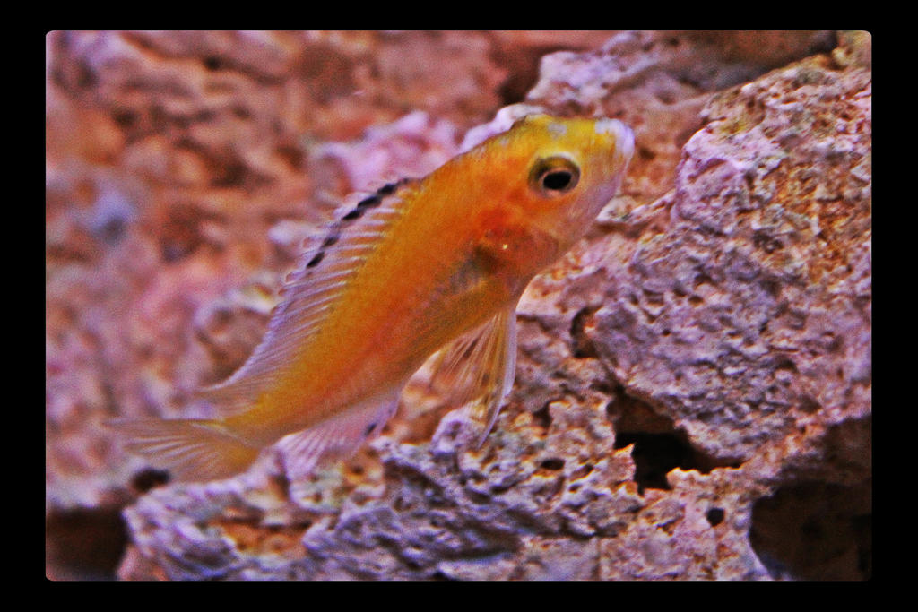 orange Pseudotropheus zebra by weryvall on DeviantArt