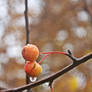 nature in rain