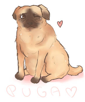 Puga