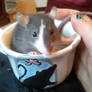 Plague Rat in a Teacup