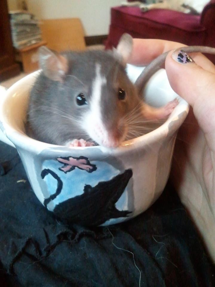 Plague Rat in a Teacup