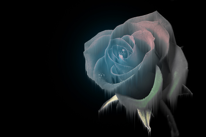 The Frozen Rose