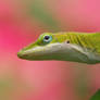 Anole Lizard and Pink Begonias