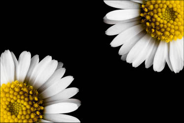 daisies