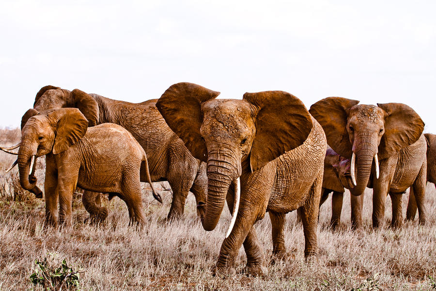 red elephants