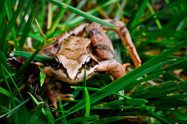 European common brown frog (Rana temporaria)