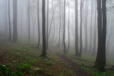 A Misty Forest