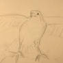 peregrine falcon sketch 2