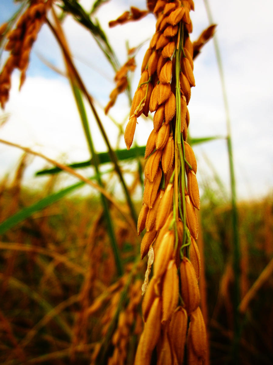 Paddy stalk