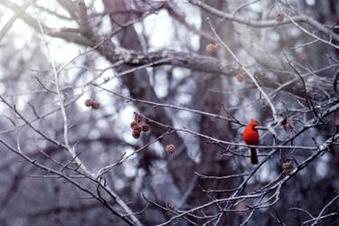 cardinal