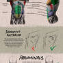 Tutorial: Male Torso - Front