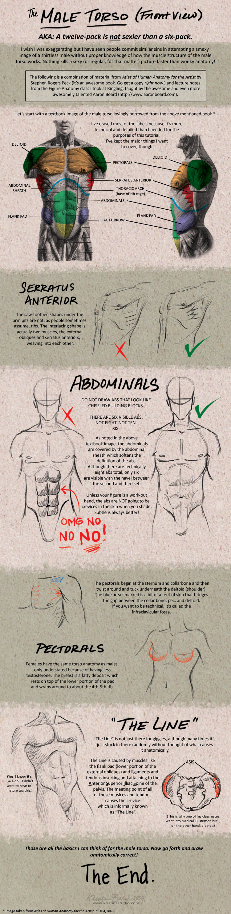 Tutorial: Male Torso - Front