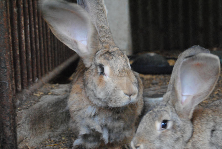 Mkiii Rabbit rabbits III by LittleCuteWitch on DeviantArt