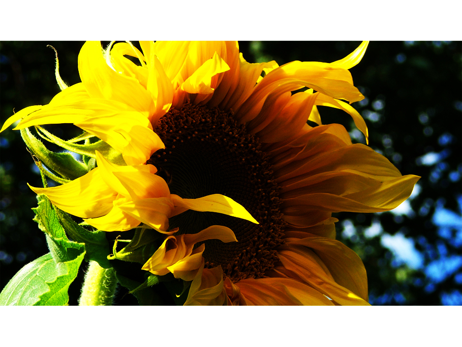 . garden SunFlower yellowtype