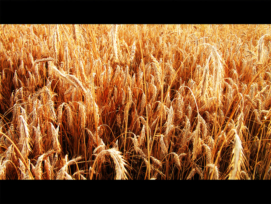 . Grain .