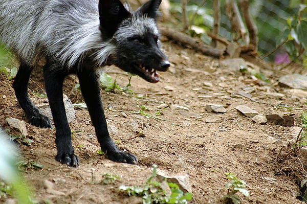 SILVER FOX