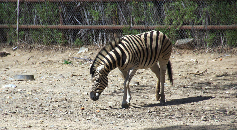 zebra