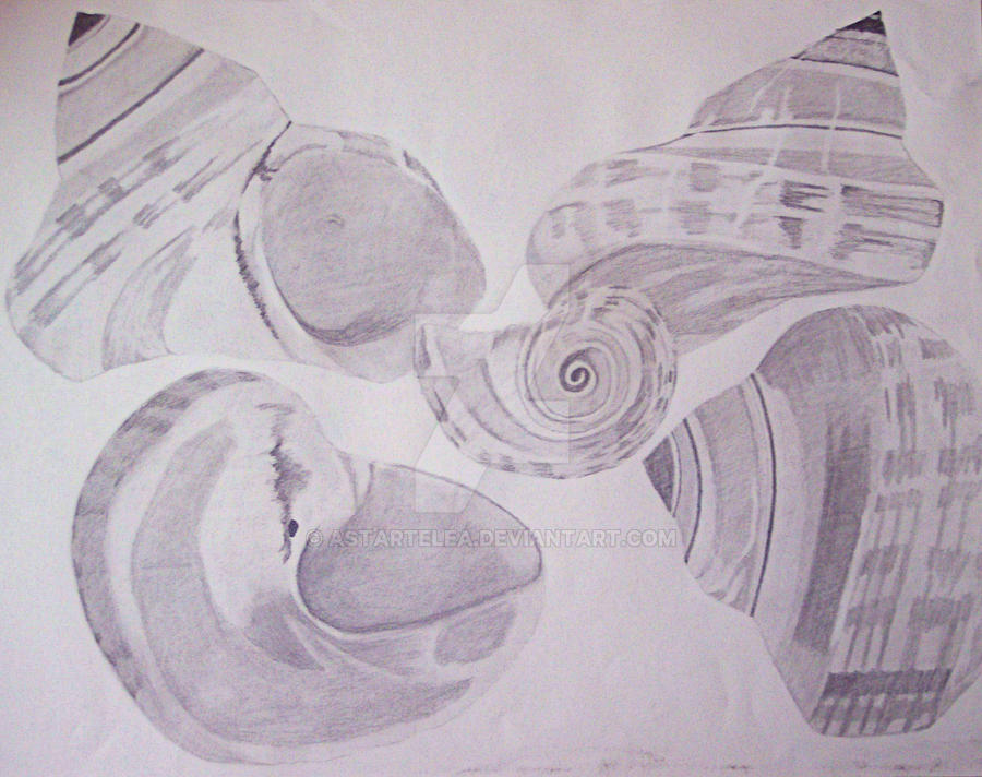 Shell Traceart Shell Collection by Astartelea on DeviantArt