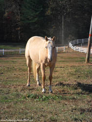 A Silver Brumby