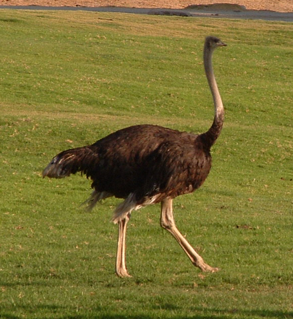 ostrich