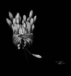 Let me go by du-la