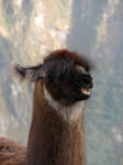 Alpaca by jbrooker21