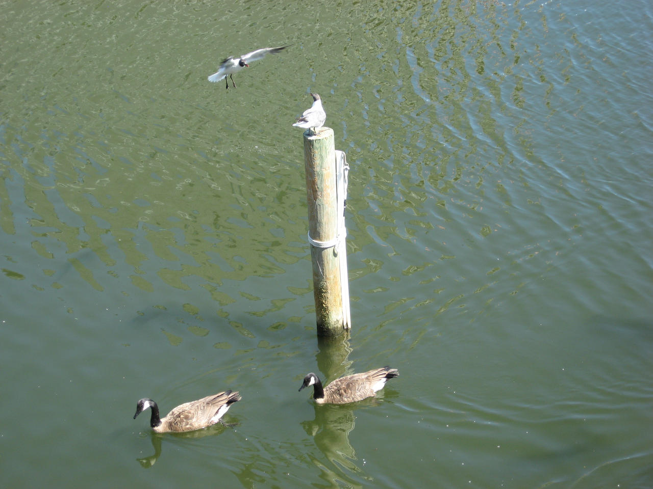 Seagulls vs Geese