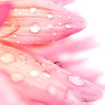 lagrimas de chuva by silviaisa