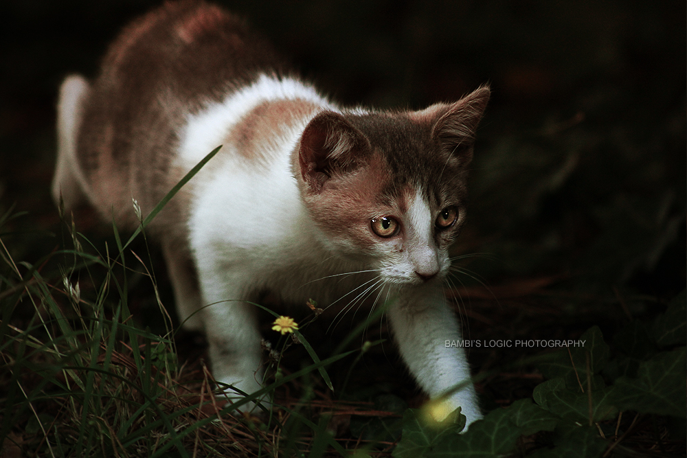 Huntress in the shadows II