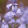 Bluebells