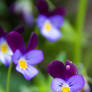 Violas