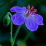 Wild Geranium