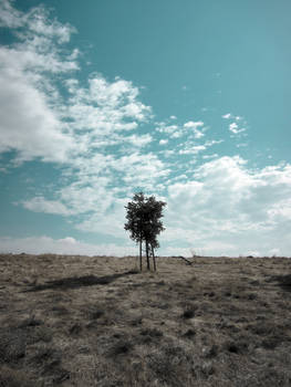 Lone Tree