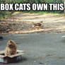 box cats funny