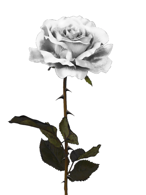 White Rose PNG by PiXasso79-Stock on DeviantArt