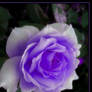 Purple Rose